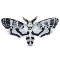 Vintage-Style Skull Butterfly Enamel Brooch — Black & White
