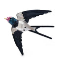 Enamel Flying Swallow with Forked Tail Brooch original variant product photo